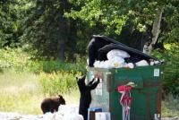Help Montana’s hungry bears stay safe
