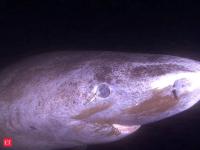 Greenland sharks can live 400 years without losing their vision: Scientists once thought they were blind, now they know why