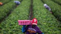 New Law Gives Farmworkers a Pay Increase