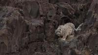 From the brink to a comeback, hope for India’s wildlife