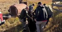 Montana black bear relocated after getting too close to residents