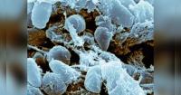 Russian regulator says no epidemic risks after death of plague institute worker