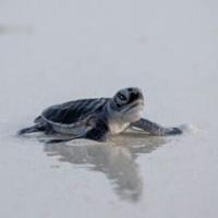 As species decline, green turtles offer glimmer of hope