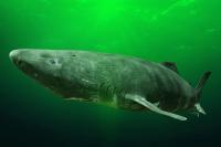 Greenland fishermen want to cull 1,000 sharks that can live over 400 years with $45 per heart bounty