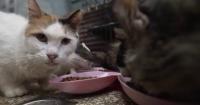 Cuban animal lovers struggle to care for pets as economic crisis continues