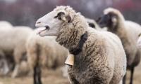 Bluetongue cases confirmed in Cyprus with BTV-4 detected in livestock