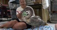 Wildlife rescuers still seeking new home for swan named Fish