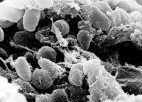 Pneumonic plague spread to PH highly unlikely, says health expert