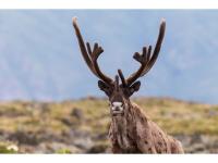WWF Living Planet Report: Wildlife population sizes decline by an average of 73% globally