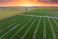 Smarter Farms, Fresher Plates: 6 AgTech Innovations Shaping Miami's Food Future