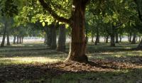 California Walnuts Face Global Challenges and New Opportunities