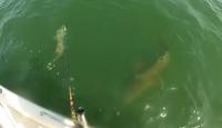 Massive Goliath Grouper Inhales 4-Foot Shark Whole Off The Florida Coast