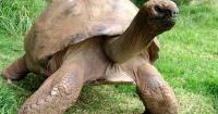 Old secrets: tortoise might hold clues to longer life