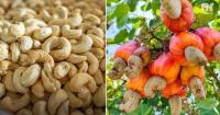 Cambodia Cashew Exports Surge 120% to $1.17B in Nine Months