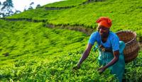 Rwanda Joins African Push to Attract Agrifood Investment at Rome Forum