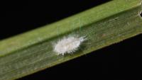 An Invasive Pasture Mealybug Is Turning Louisiana Sugarcane Brown as the 2026 Harvest Gets Underway
