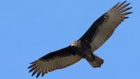 Black vulture depredation permit process renewed for Virginia livestock farmers