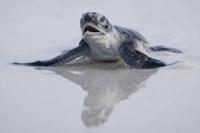 Green turtles offer hope as wildlife populations decline