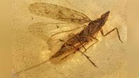 Amber Fossils From Myanmar Reveal a Cretaceous Insect Named for the Teletubbies' Noo-Noo With a Feeding Hose Nearly Twice Its Body Length