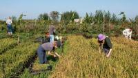 Rice idea: Dutch test new crop to save sinking peatlands