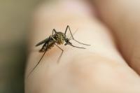 Why is dengue spreading while malaria has declined?