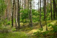 INVL fund sold 2,600 hectares of forests in Latvia
