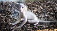 Critically endangered primate that communicates with its eyes is born at Bioparc Valencia