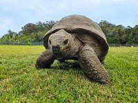 An Extremely Old Giant Tortoise Named Jonathan May Hold the Secret to a Long, Healthy Life: Study