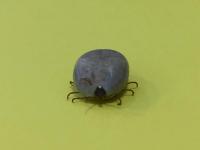 Wisconsin residents help Marshfield researchers track tick-borne threats