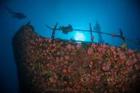 Nikon photographers to explore Machchafushi Maldives’ house reef and Kudhi Maa shipwreck