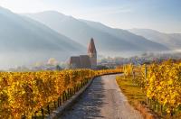 Pitch-perfect Austrian white wine stars