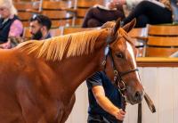 Record breaking 4.6million guinea colt lights up Tattersalls