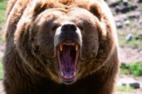 Bear kills man in Mongolian capital as sightings rise