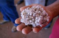 World Cotton Day 2026 celebrates a vital global industry