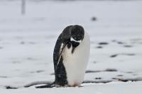 World’s largest penguin colony loses two-thirds of its population