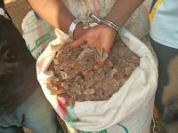 Three face charges for trafficking in pangolin scales