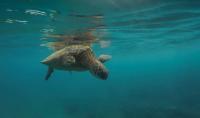 Lebanon’s Conservationists Are Protecting Nature Under Fire