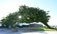 Meet Britain's 'Bendy Tree': Remarkable elm that survived storms, disease and developers is crowned Tree of the Year