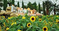Sunflowers, sea and soul: Golden floral display at Gardens by the Bay shines light on Portugal