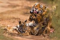 Unbelievable Sight as a Huge Family of 6 Fully Grown Tigers Seen Traveling Together