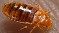 This may be Florida’s most bedbug-infested city, new report shows