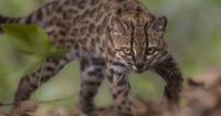 New wild cat species discovered in Bolivia