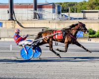 DSBF: Vamoose remains unbeaten following Harrington win