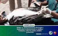 Electrocution of 2 Philippine Eagles spurs call for safer power lines