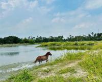 Delft Island and Point Pedro: Sri Lanka’s Uncrowded North