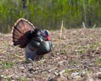 DNR Seeking Public Input On Draft Turkey Management Plan