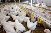 Russia resumes chicken exports to Sierra Leone for first time since 2017