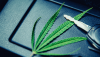 Analysis: No Uptick in Fatal Motor Vehicle Crashes Following Marijuana Legalization
