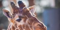 Cheyenne Mountain Zoo euthanizes giraffe due to decline in health