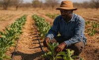 EU and IFAD launch EUR 14 million ATHAZ programme to boost climate-resilient horticulture in Zimbabwe and Southern Africa
